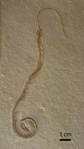 The fossil snake Tetrapodophis. (Credit: Michael Caldwell - University of Alberta & Alessandro Palci - Flinders University)